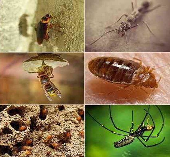 General Insects Control Services in Valsad