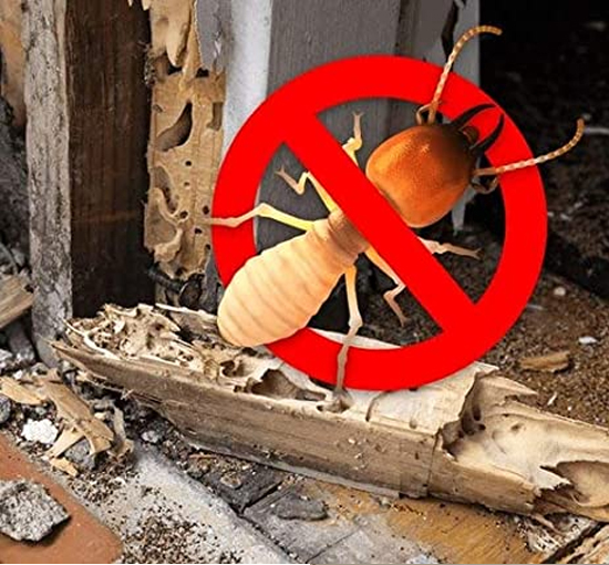 Termite Control Service in Bopal Ahmedabad