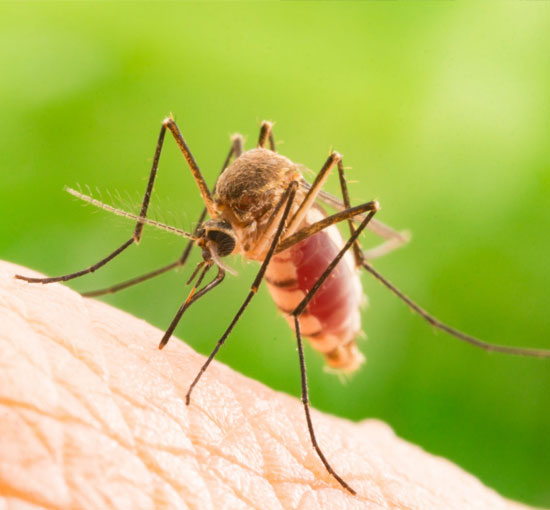 Mosquito Control Services